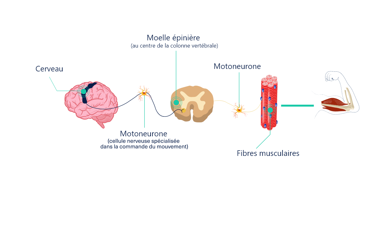 Image d’un schéma illustrant le contrôle de l’activité musculaire